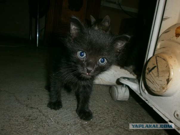 Котовторник 23.09.2014.