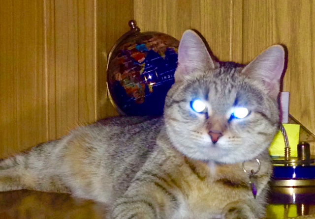 Котовторник