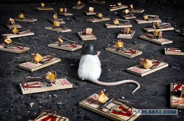 Достижения