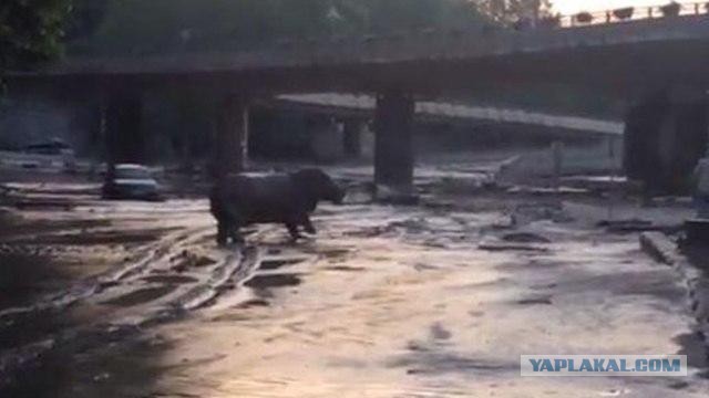 Звери в городе. Наводнение в Тбилиси