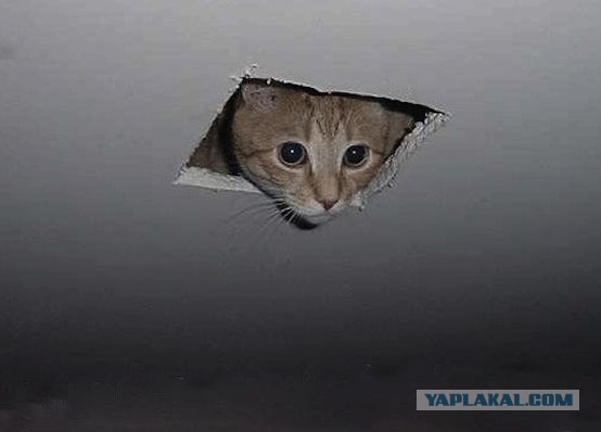 Известные котомемы.