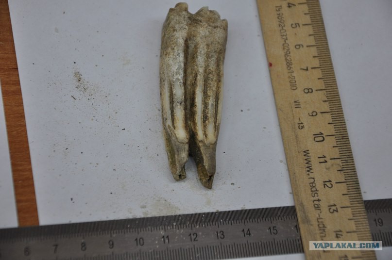 Зубы бизона. Зубы бизона. Зубы бизона. Окаменелые кости мамонта. Окаменелые кости мамонта.