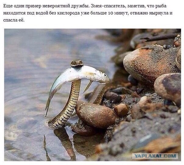 Гадюка охотится на рыбу