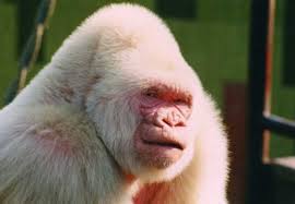 За двадцать пять долларов