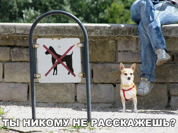 Мохнатые беспредельщики