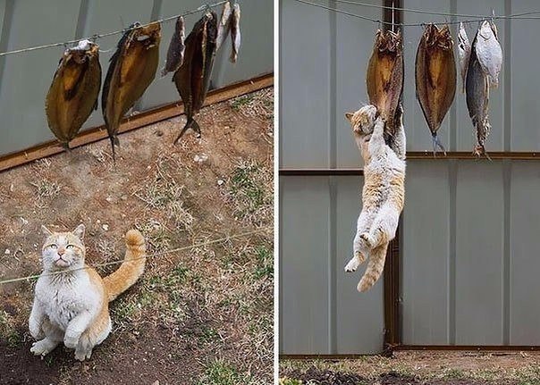 Прикольные животные