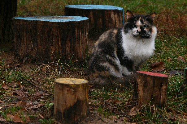 Портреты бродячих котов