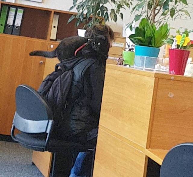 Подборка безудержного веселья