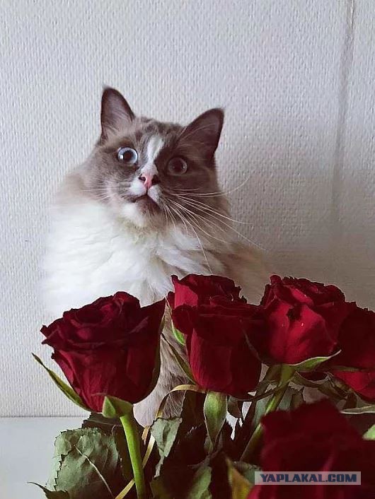 Котовторник