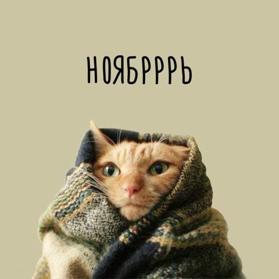 Коты и Кошки