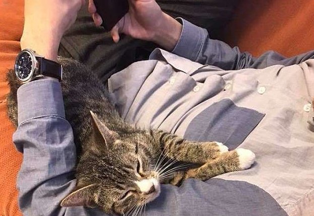 Беременная кошка из приюта нашла свое счастье