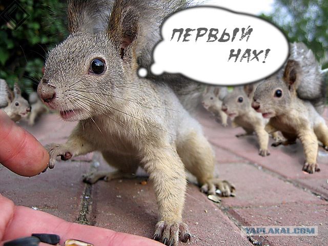 Белкопятница!