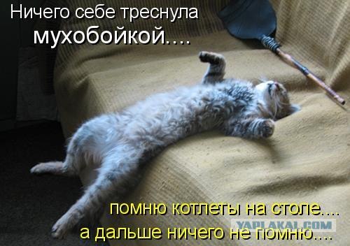 Ура, котовторник!