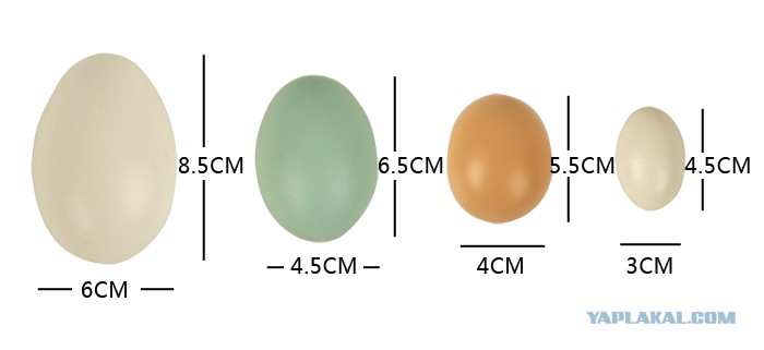 Размер яиц кур. Диаметр яйца с2. Диаметр куриного яйца с0. Размер куриного яйца с1. Яйца с0 с1 с2.