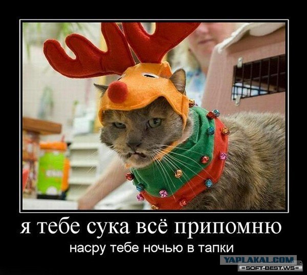 Мудрая кошка