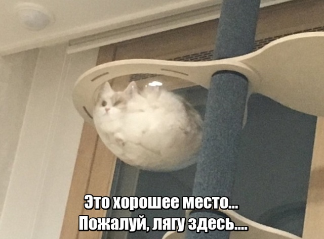 Немного милоты