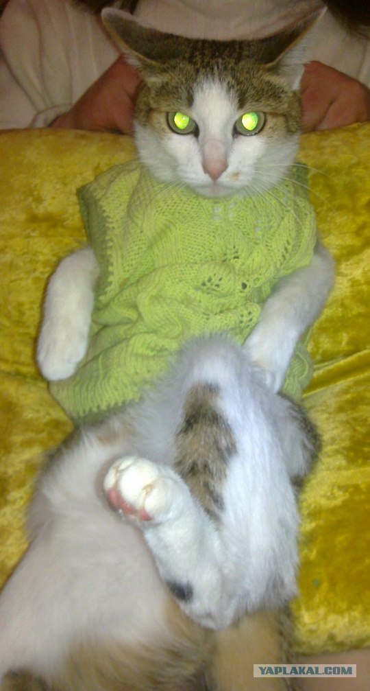 Котовторник 20.03.2012