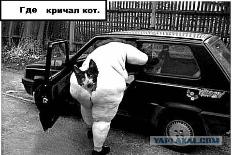 Фотожаба: Кот