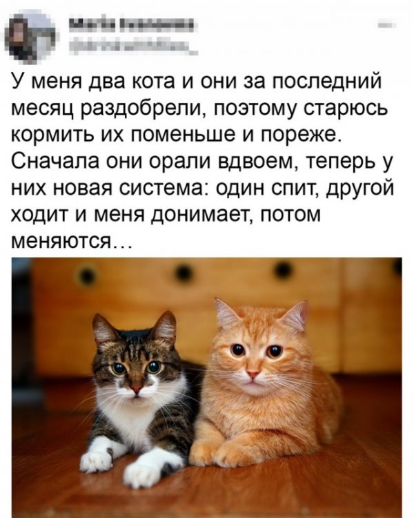 Прикольные и просто красивые картинки 11.08.2021