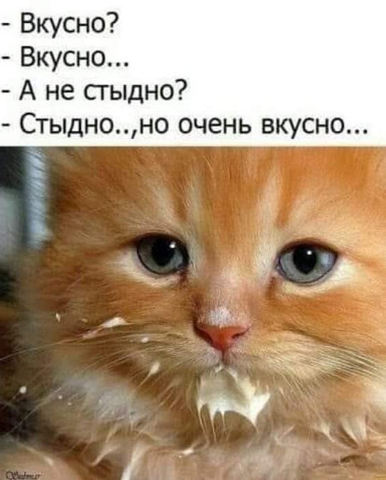 К котофторнику