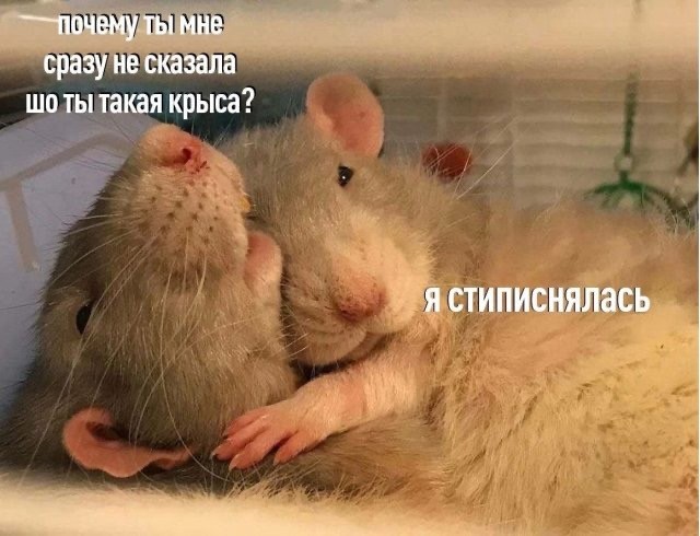 Весёлый полтишок 15.10.23