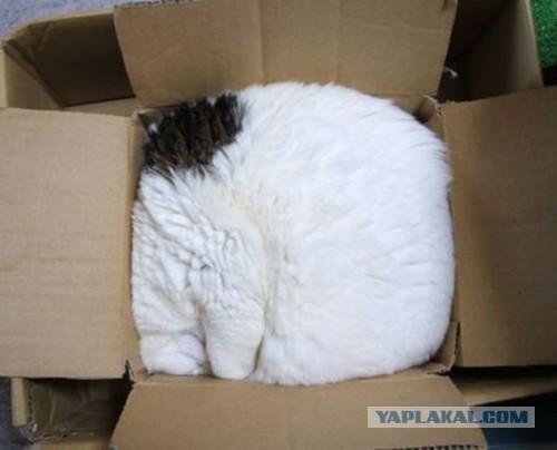 Все котики делают это
