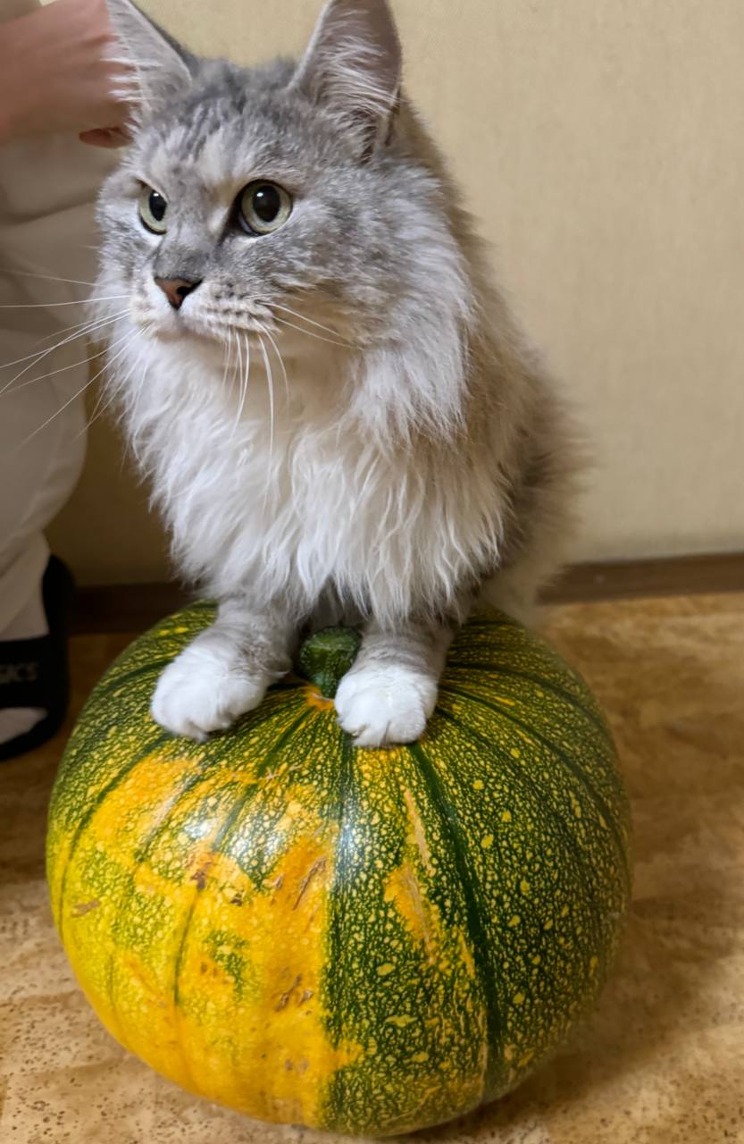 Кот тыква