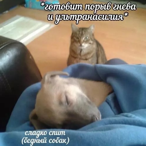 Котямбосы