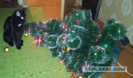 Котовторник   31.12.  2013
