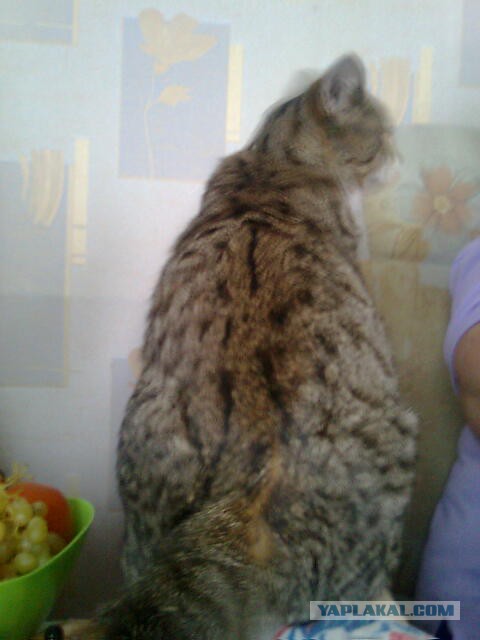 Кажется мой кот немного потолстел