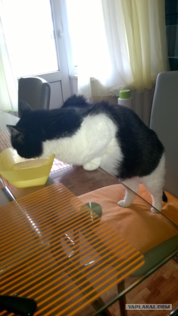 Котовторник