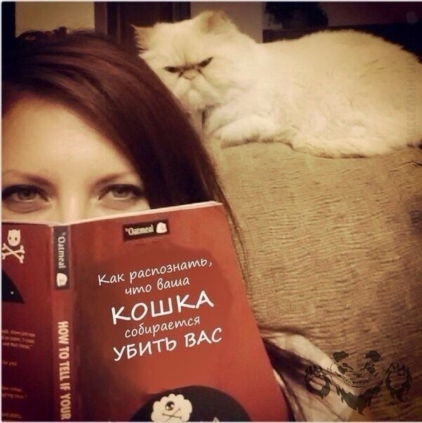 Как понять язык кота: Краткий человеко-кошачий словарь