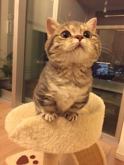 Кот без прикрас