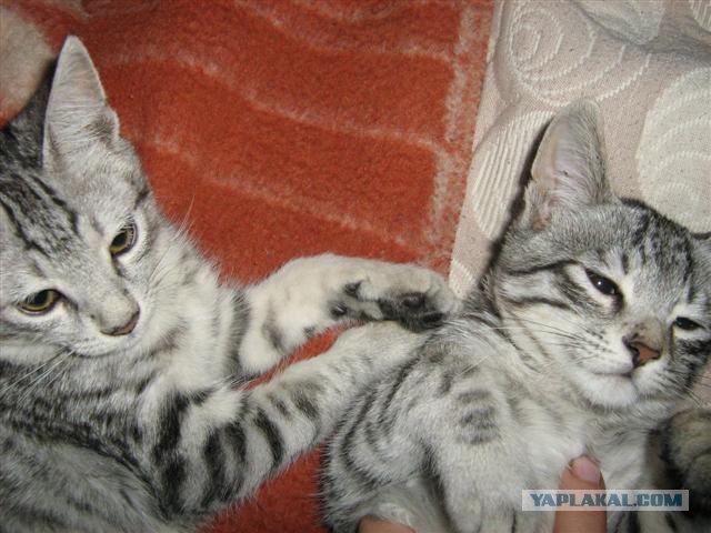 Котовторник  на  ЯПлакалъ