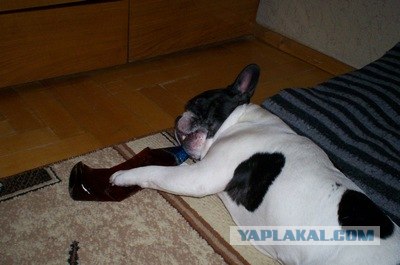 Алкопёс, или только алкоголики пьют в одиночку