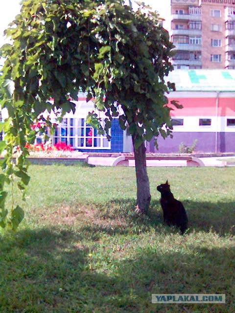 КОТОВТОРНИК (6.03.2012)