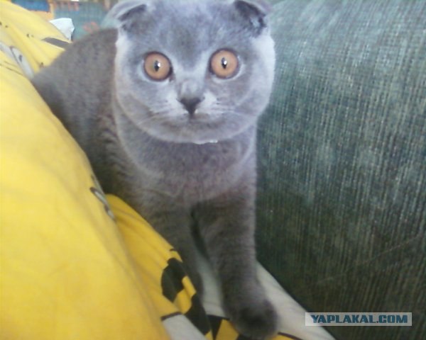 Котовторник 8 мая 2012
