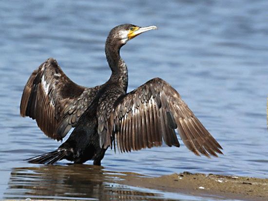 Держитесь от морских чаек подальше