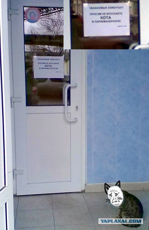 Не впускайте кота в парикхмахерскую)))