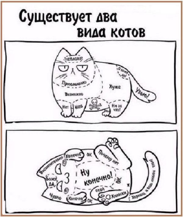Картинки с надписями и котами