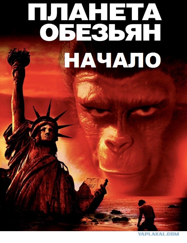 Когда орангутанг хочет вашу футболку