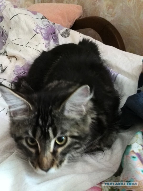 Немного о  Мейн Куне.