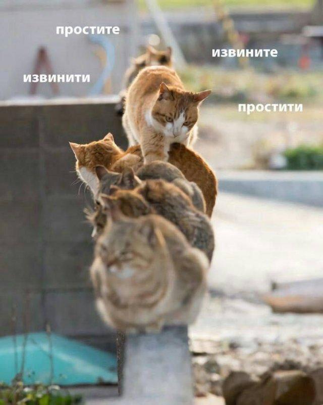Картинки для деградации 135 (разной степени свежести)