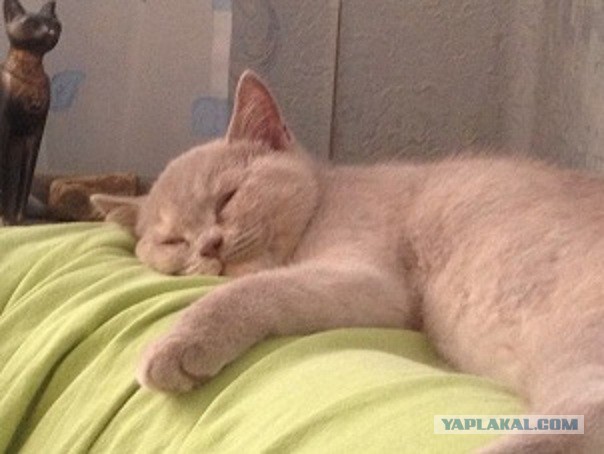 Котовторник 4.02.2014