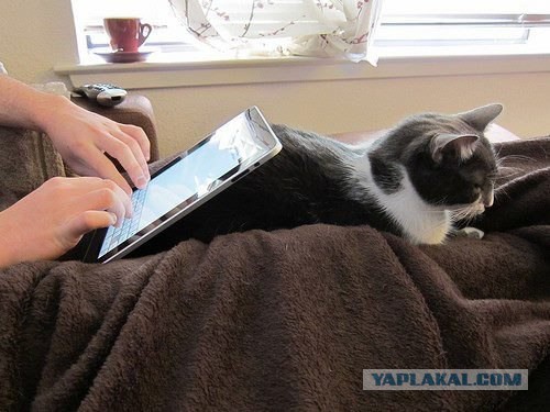 Новый "мем" в инете: Кролик-чехол