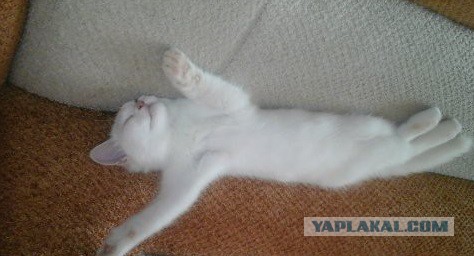 О кошачьих кличках.