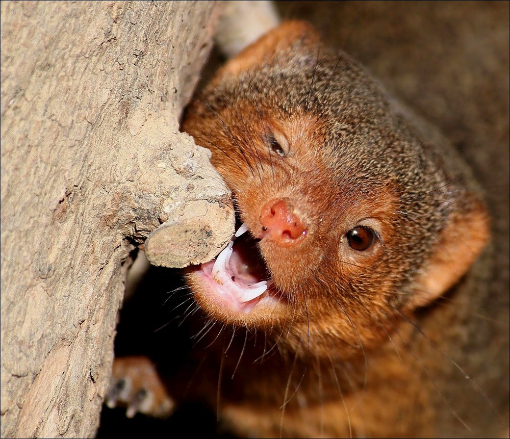 Мангусты мангустовые. Полосатый мангуст. Рики тики тави кобра. Египетский мангуст. Мангуст шри ланка.