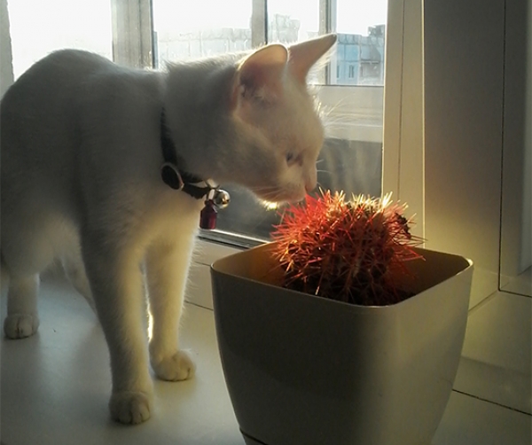 Котовторник  01.03.2016