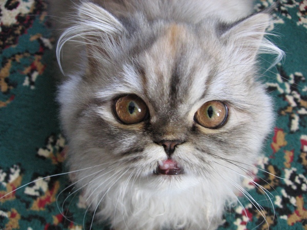 Коты, кошки, котята