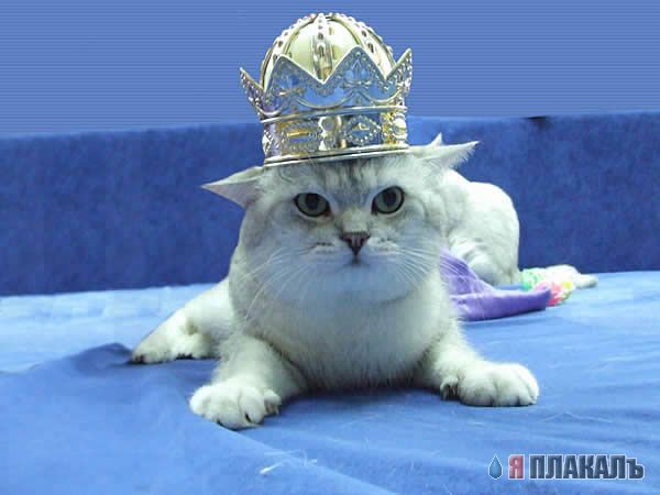 Коты, кошки, котята